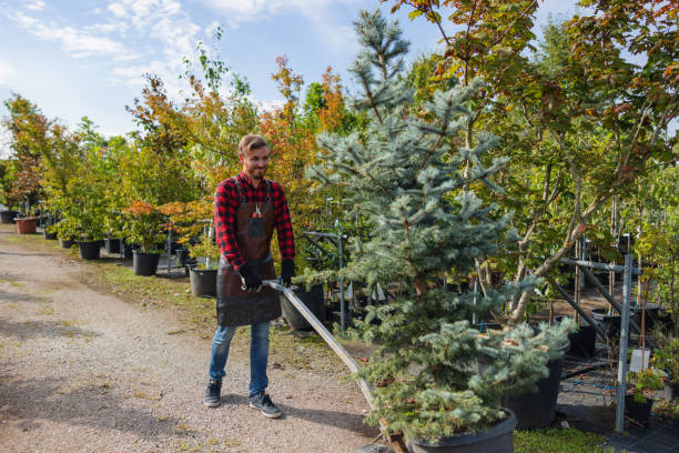 Best Organic Lawn Care Solutions  in Ford Heights, IL